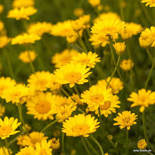 Image result for Färberkamille