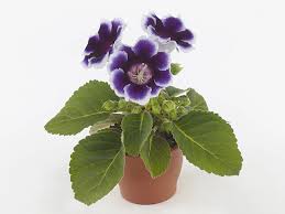 Image result for Sinningia