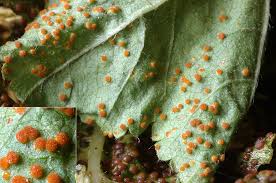 Attēlu rezultāti vaicājumam “Pucciniales”