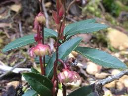 Attēlu rezultāti vaicājumam “Chimaphila umbellata fruit”