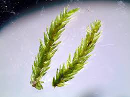 Attēlu rezultāti vaicājumam “Climacium dendroides sporophyte”