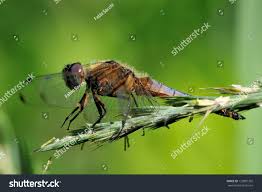 Attēlu rezultāti vaicājumam “Libellula fulva male”