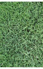 Attēlu rezultāti vaicājumam “Festuca ovina fruit”