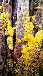 Attēlu rezultāti vaicājumam “Physarum diderma”