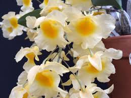 Attēlu rezultāti vaicājumam “Didymium aggregatum”