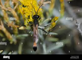 Attēlu rezultāti vaicājumam “Ammophila sp.”