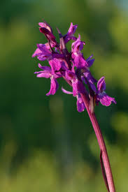 Attēlu rezultāti vaicājumam “Dactylorhiza russowii flower”