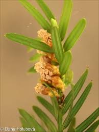 Attēlu rezultāti vaicājumam “Taxus baccata female flower”