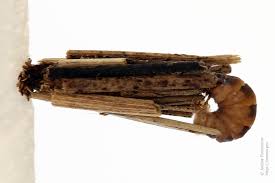 Attēlu rezultāti vaicājumam “Psyche casta”