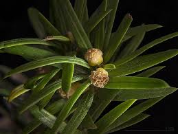 Attēlu rezultāti vaicājumam “Taxus baccata female flower”