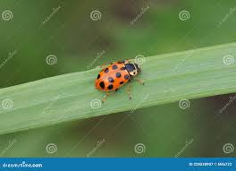 Attēlu rezultāti vaicājumam “Hippodamia tredecimpunctata”