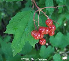 Attēlu rezultāti vaicājumam “Viburnum opulus fruit”