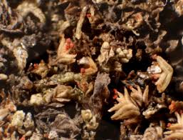 Attēlu rezultāti vaicājumam “Tritomaria exsectiformis”