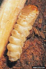 Attēlu rezultāti vaicājumam “Saperda carcharias”