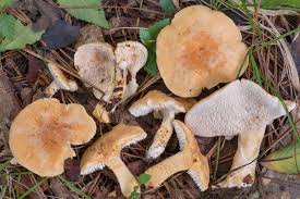 Attēlu rezultāti vaicājumam “Hydnum rufescens”