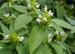 Attēlu rezultāti vaicājumam “Galeopsis tetrahit leaf”