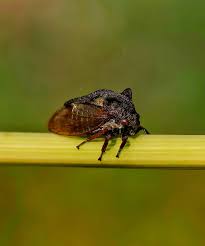 Attēlu rezultāti vaicājumam “Centrotus cornutus”