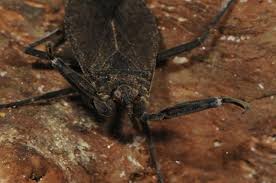 Attēlu rezultāti vaicājumam “Nepa cinerea”