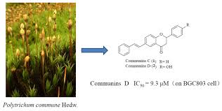 Attēlu rezultāti vaicājumam “Polytrichastrum pallidisetum cells”