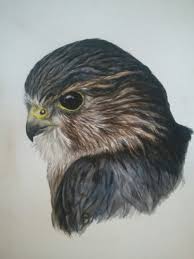 Image result for Falco columbarius