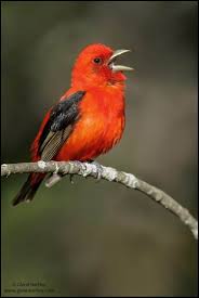 Image result for Piranga olivacea