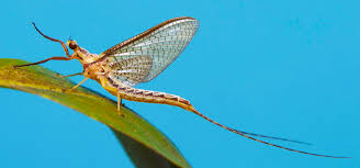 Attēlu rezultāti vaicājumam “Ephemeroptera”