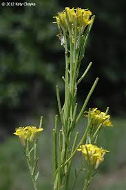 Attēlu rezultāti vaicājumam “Erysimum cheiranthoides leaf”