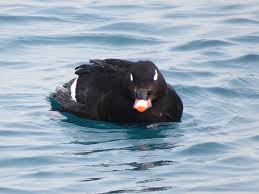 Attēlu rezultāti vaicājumam “Melanitta fusca male”