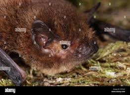Attēlu rezultāti vaicājumam “Pipistrellus pygmaeus”