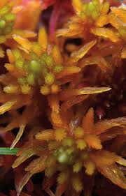 Attēlu rezultāti vaicājumam “Sphagnum teres”