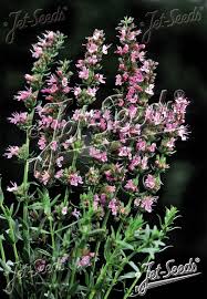 Image result for Hyssopus officinalis