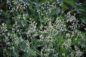 Attēlu rezultāti vaicājumam “Bromopsis inermis leaf”