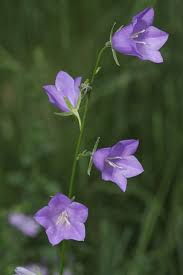 Image result for Campanula persicifolia