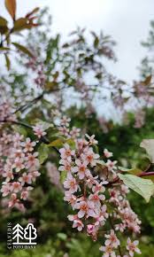 Attēlu rezultāti vaicājumam “Padus avium”