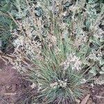 Attēlu rezultāti vaicājumam “Corynephorus canescens flower”