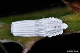 Attēlu rezultāti vaicājumam “Orthezia urticae”