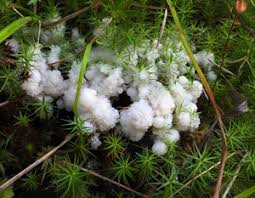 Attēlu rezultāti vaicājumam “Symphytocarpus trechisporus plasmodium”