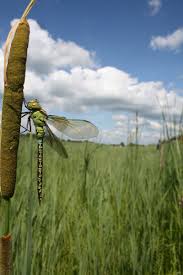 Attēlu rezultāti vaicājumam “Aeshna viridis”
