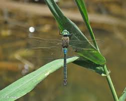 Attēlu rezultāti vaicājumam “Anax parthenope”