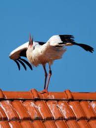 Attēlu rezultāti vaicājumam “Ciconia ciconia adult”