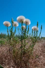 Attēlu rezultāti vaicājumam “Tragopogon heterospermus leaf”