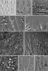 Attēlu rezultāti vaicājumam “Heterotrichia oerstedii (syn. Arcyria oerstedii) sessile”