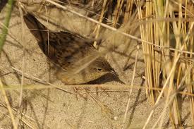 Image result for Locustella lanceolata