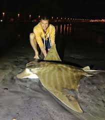 Image result for Aetomylaeus bovinus