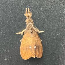 Attēlu rezultāti vaicājumam “Orgyia antiqua imago”