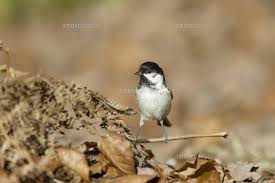 Attēlu rezultāti vaicājumam “Periparus ater adult”