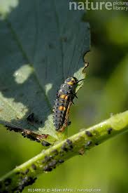 Attēlu rezultāti vaicājumam “Coccinella septempunctata larva”