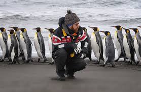 Image result for penguin