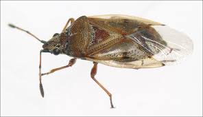 Attēlu rezultāti vaicājumam “Closterotomus biclavatus nymph”