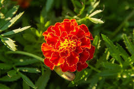 Attēlu rezultāti vaicājumam “Tagetes flower”